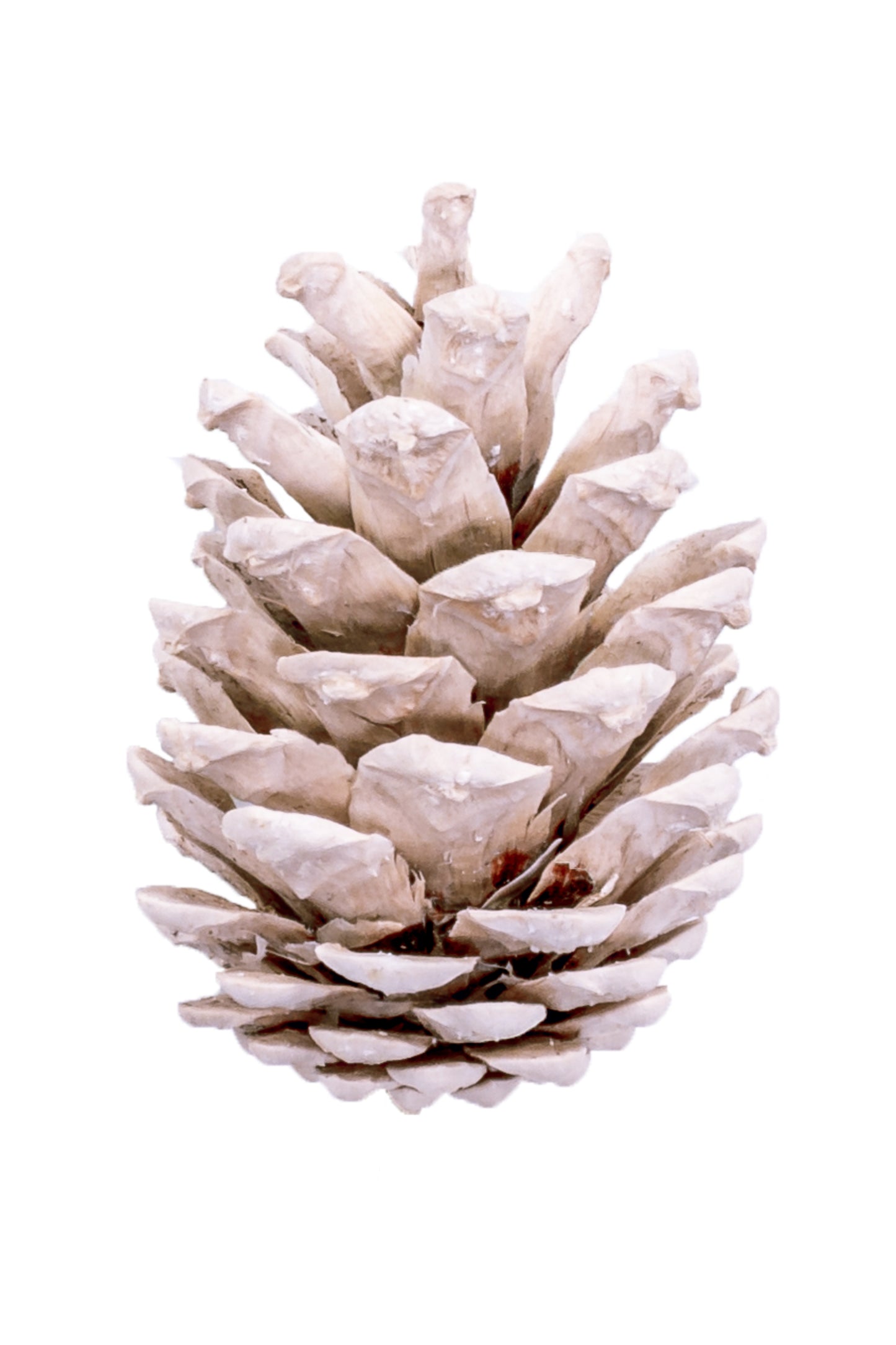 Austriaca Cone Bleached