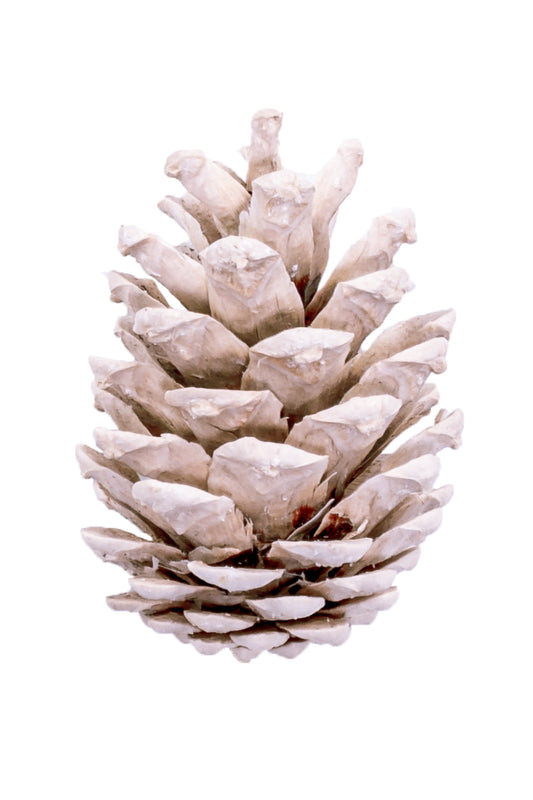 Austriaca Cone Bleached