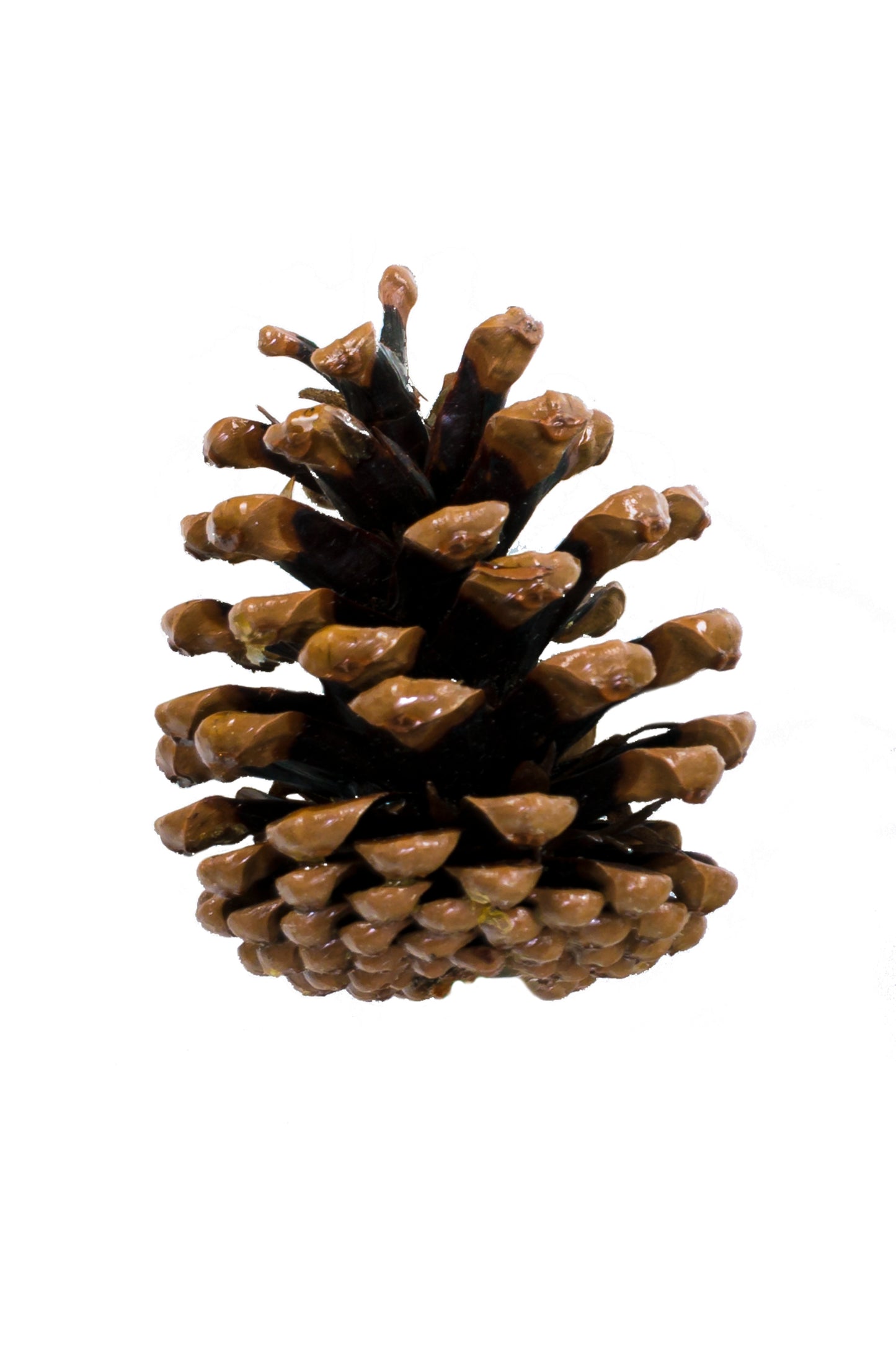 Austriaca Cone Varnish