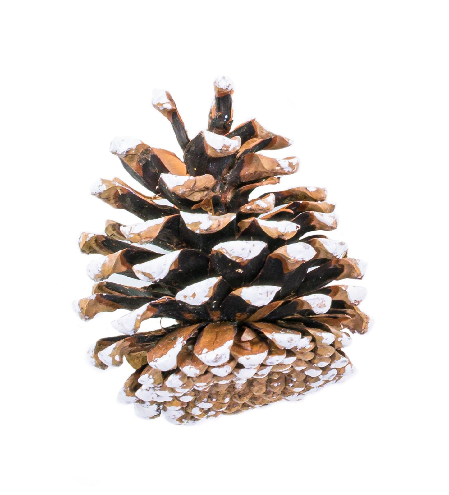 Austriaca Cone Nat/White
