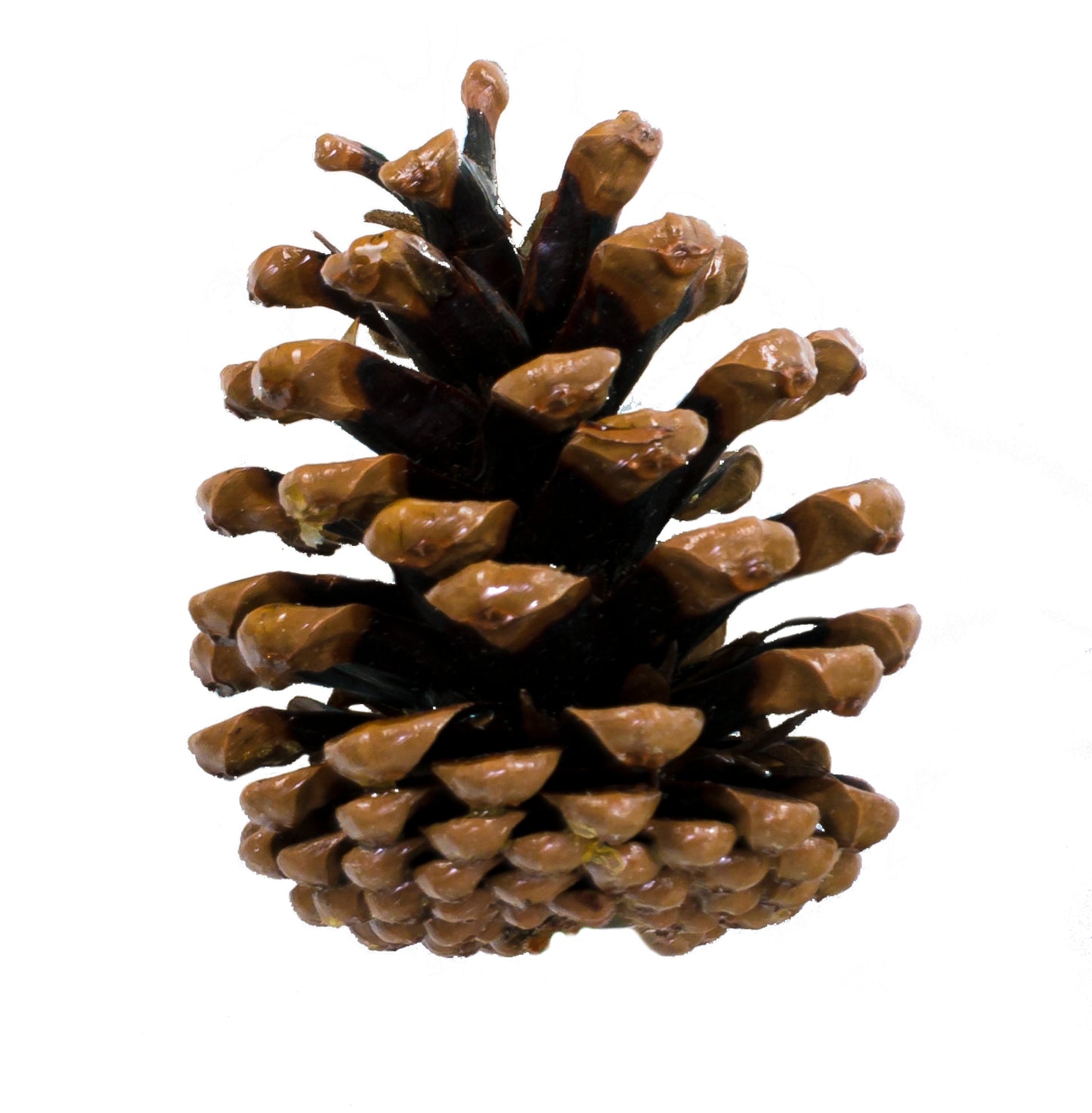 Austriaca Cone/6" Pick Varnish
