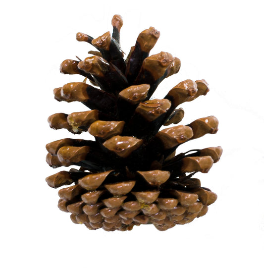 Austriaca Cone/6" Pick Varnish