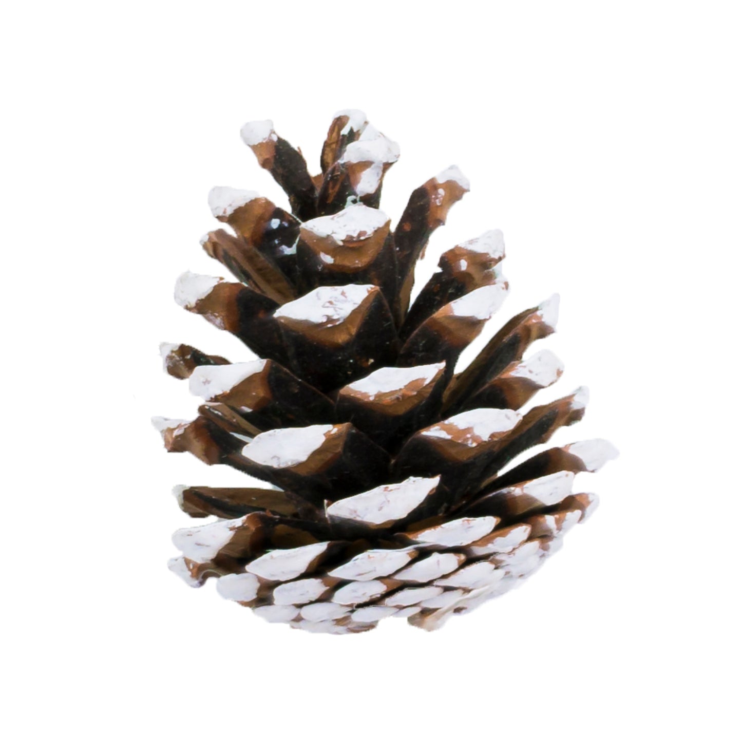 Austriaca Cone/6" Pick Nat / White Tip
