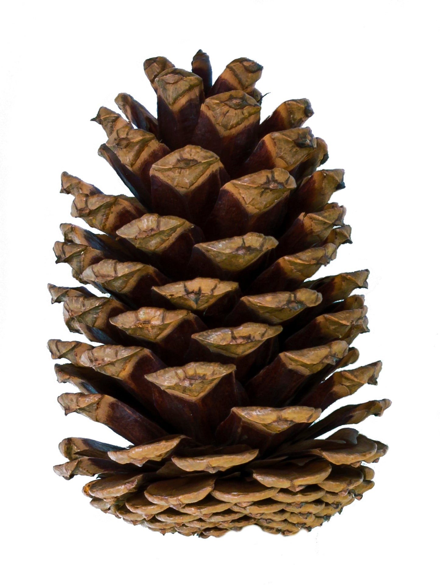 Medium Cone/6" Pick Natural