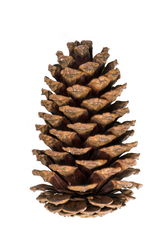 Medium Cone/6" Pick Varnished