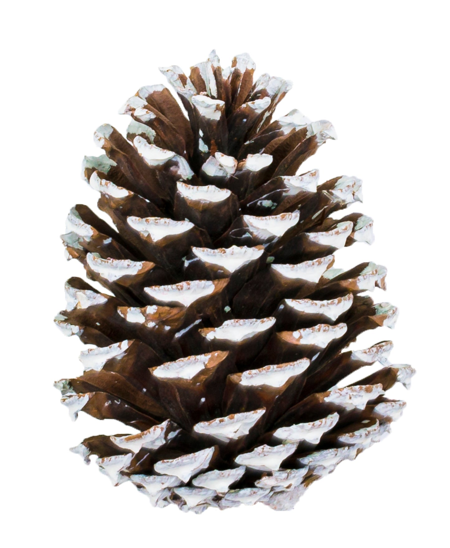 Medium Cone/6" Pick Nat/White Tip