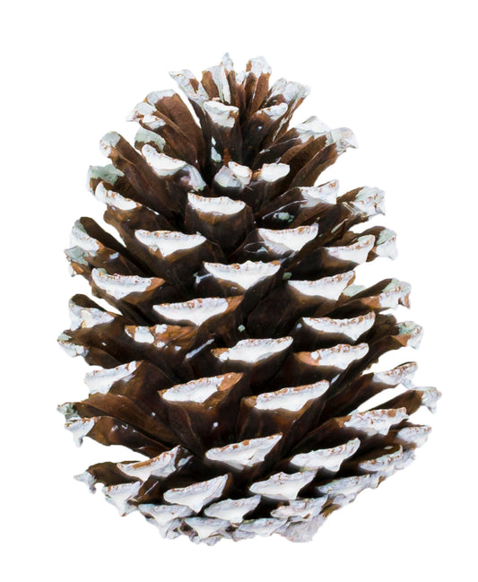 Medium Cone/6" Pick Nat/White Tip
