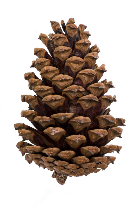 Medium Cone Natural Box 100 pc