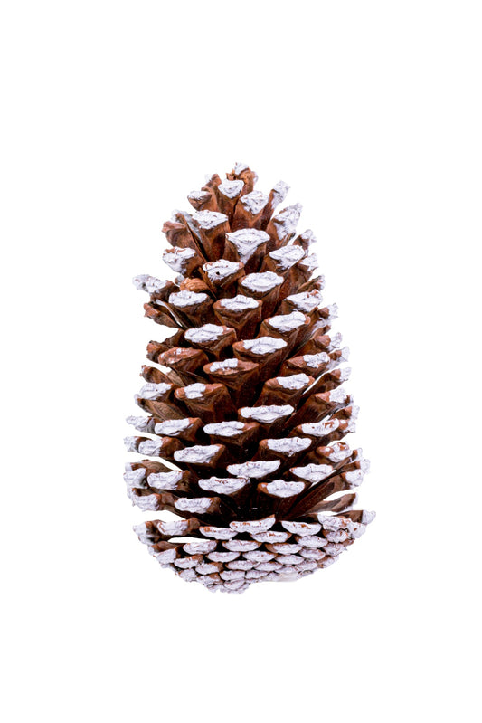 Medium Cone Natural/White Tip Box 450 pc