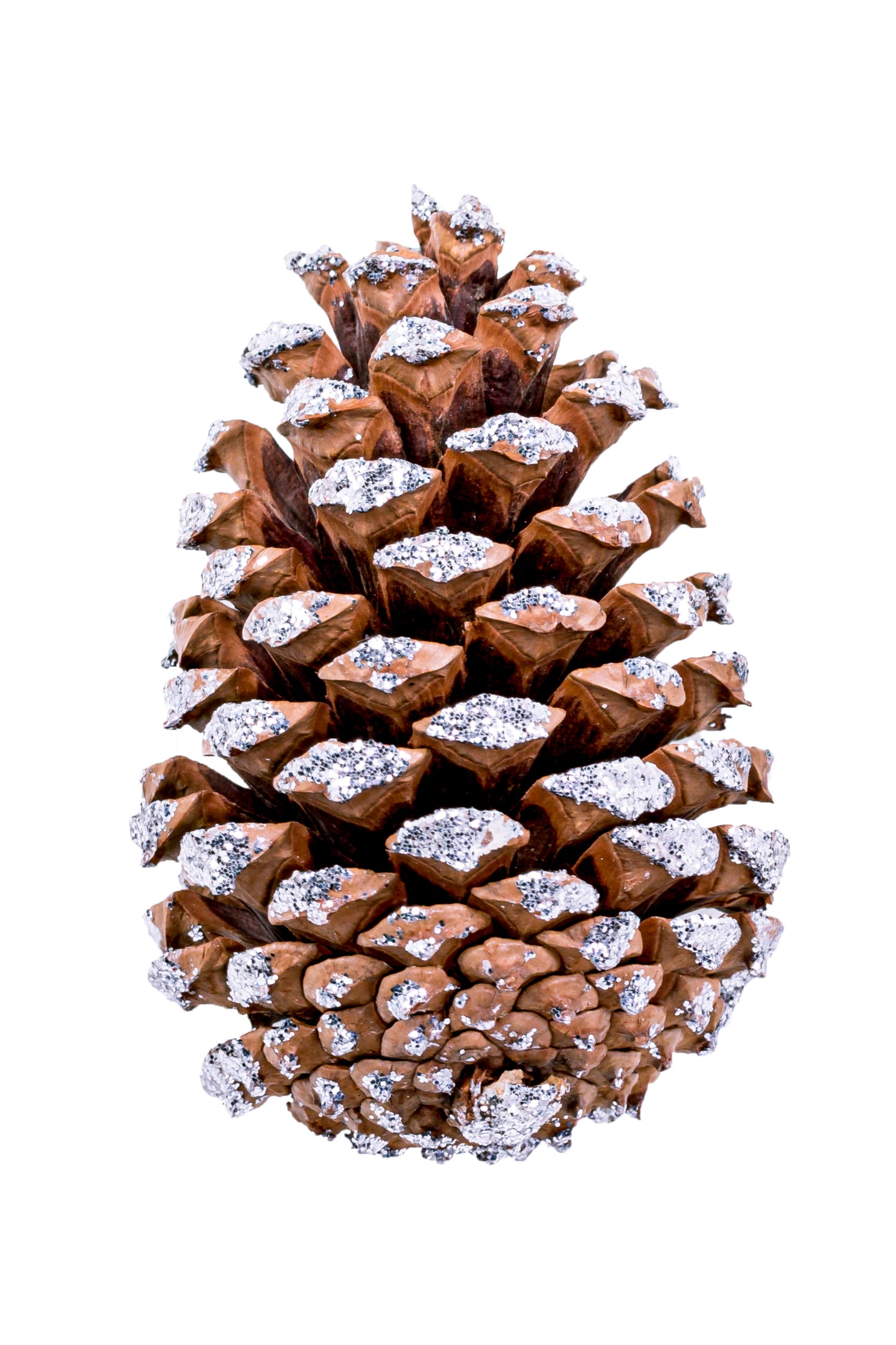 Medium Cone Frosted Box 450 pc