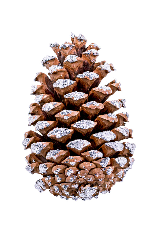 Medium Cone Frosted Box 450 pc