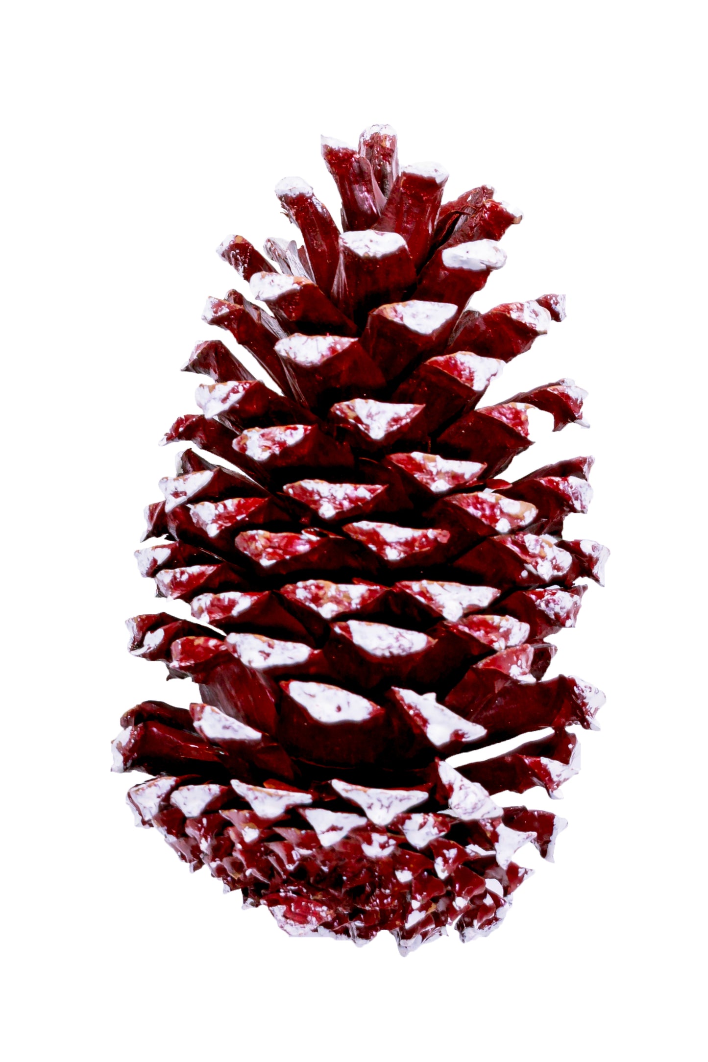 Medium Cone Red/White Tip Box 450 pc