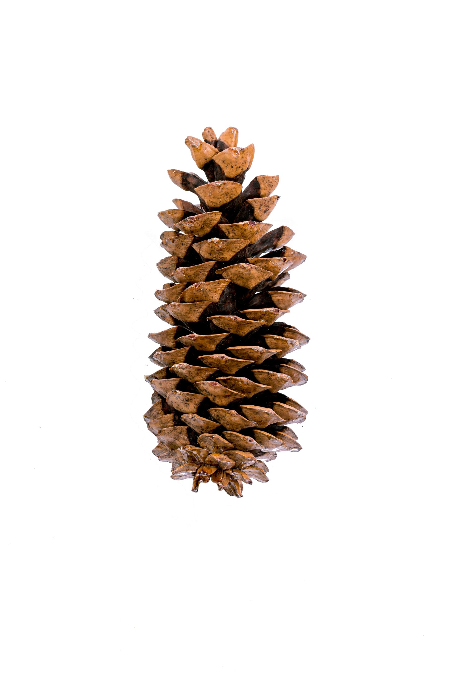 Sugar Pine Cone Natural