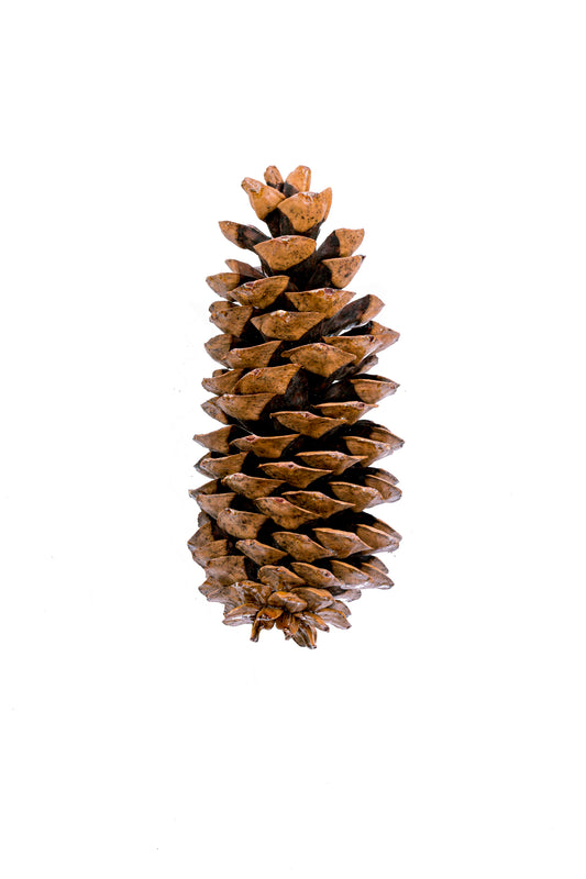Sugar Pine Cone Natural