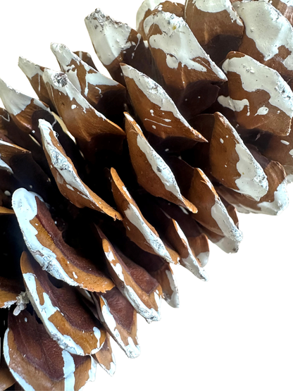 Sugar Cone White Tip