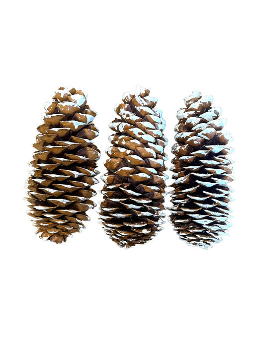 Sugar Cone White Tip