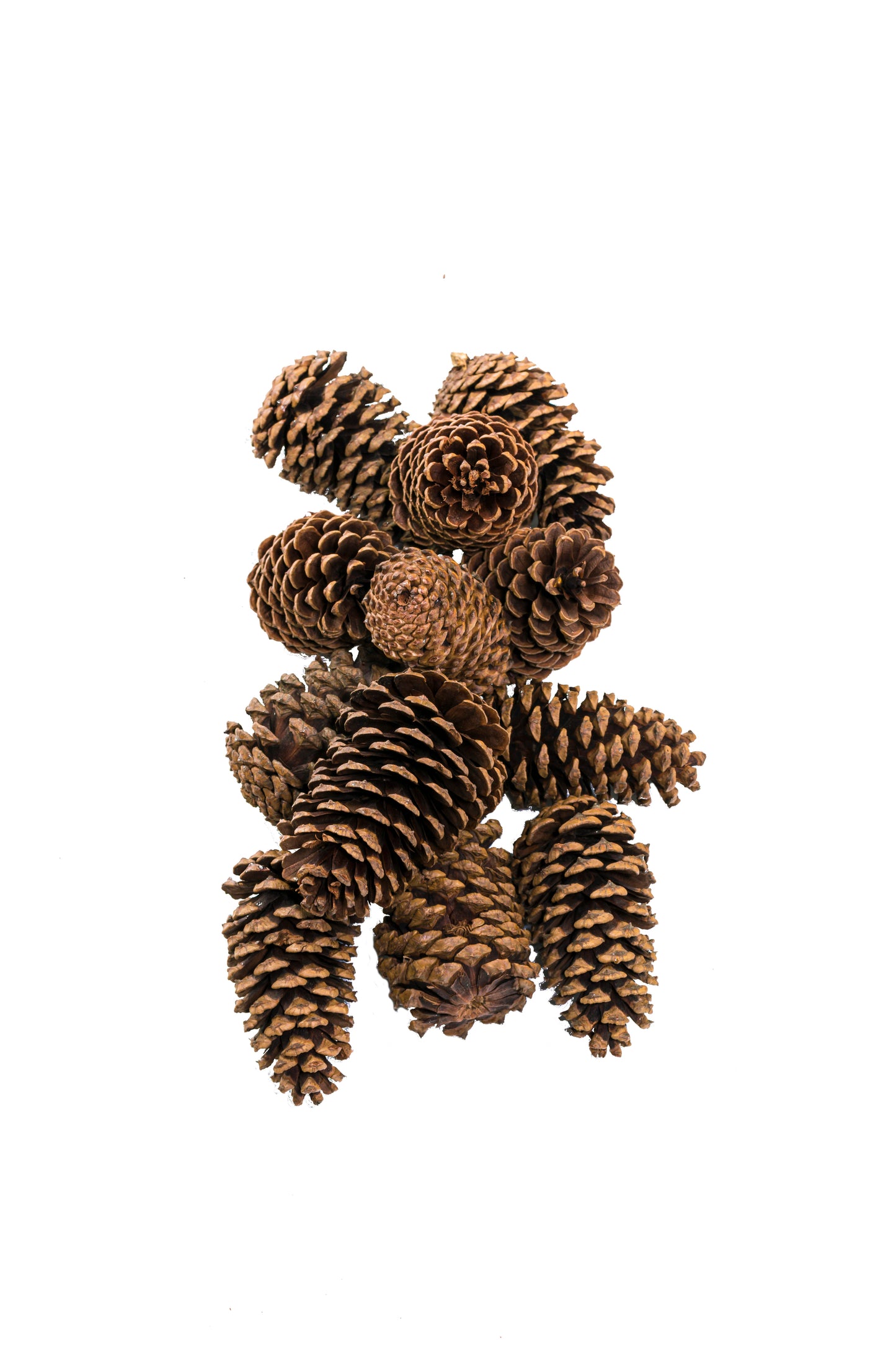Cinnamon Scented Medium Cone