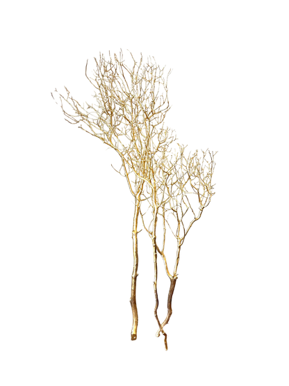 Manzanita 36"