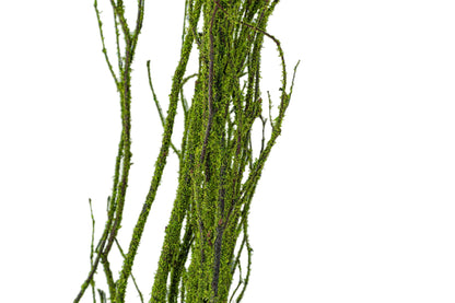 Birch Branch 3-4'