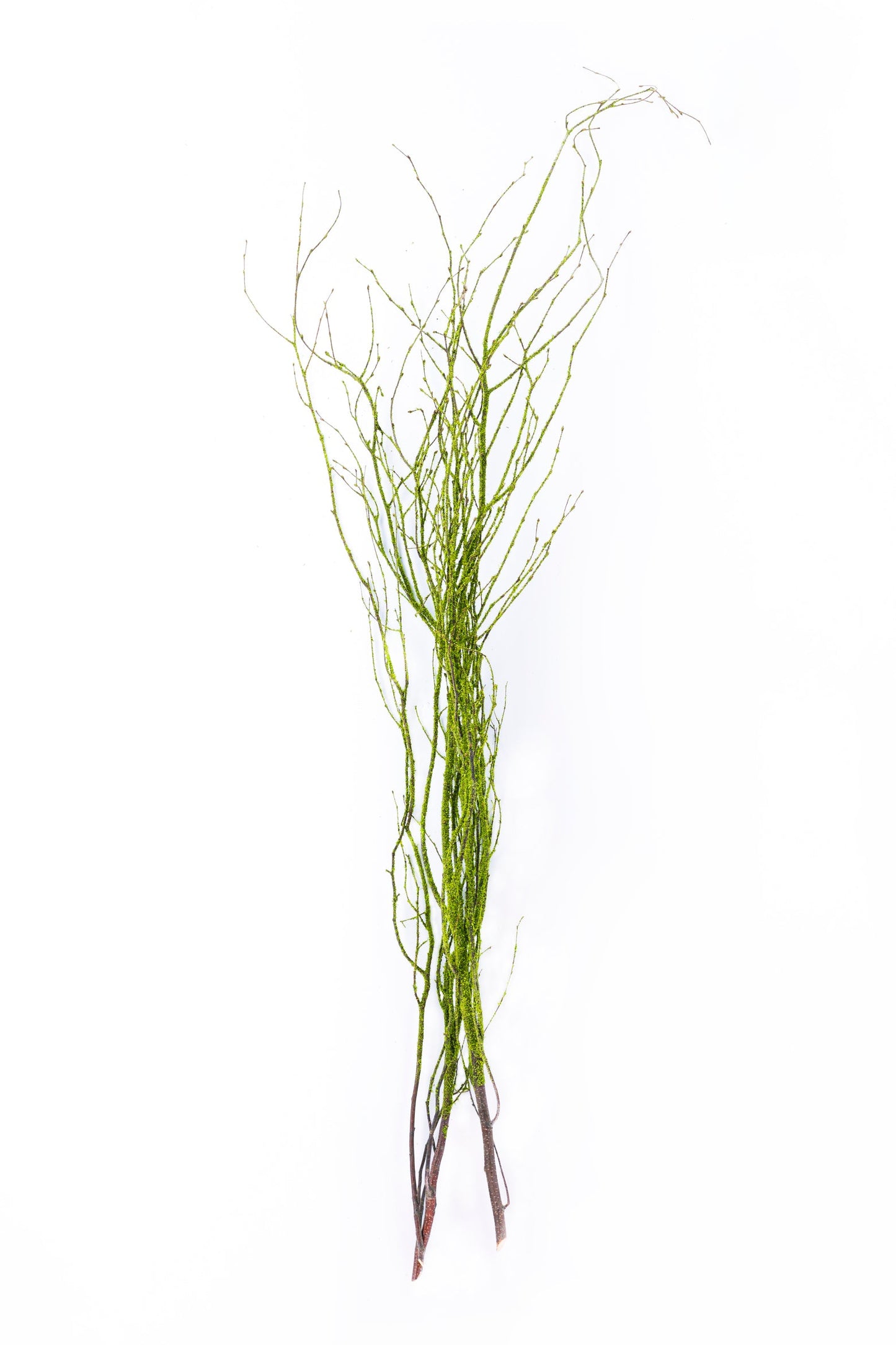 Birch Branch 3-4'