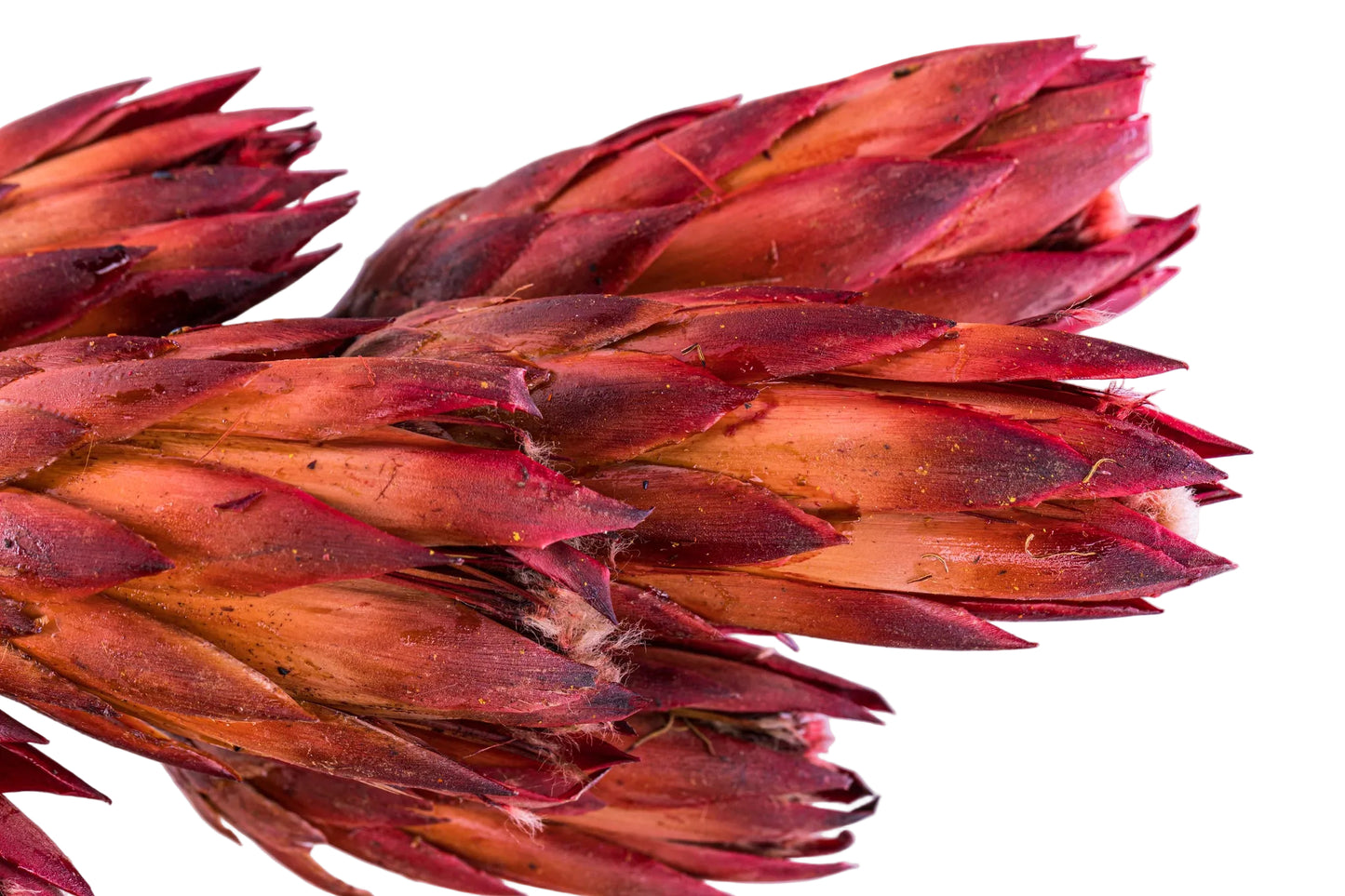 Protea Repens