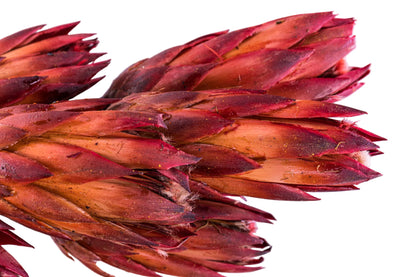 Protea Repens