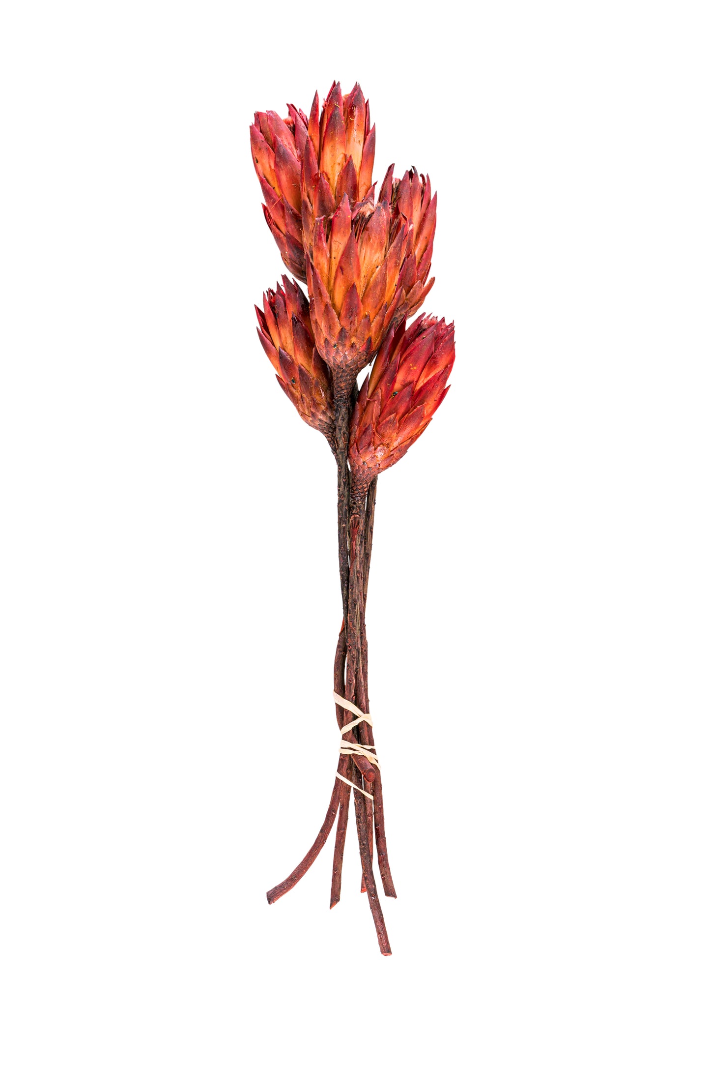 Protea Repens