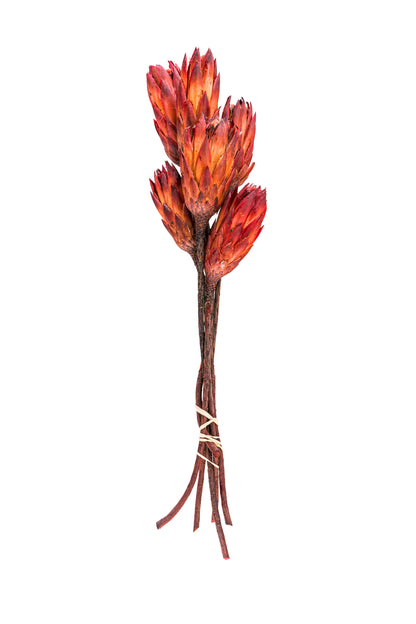 Protea Repens