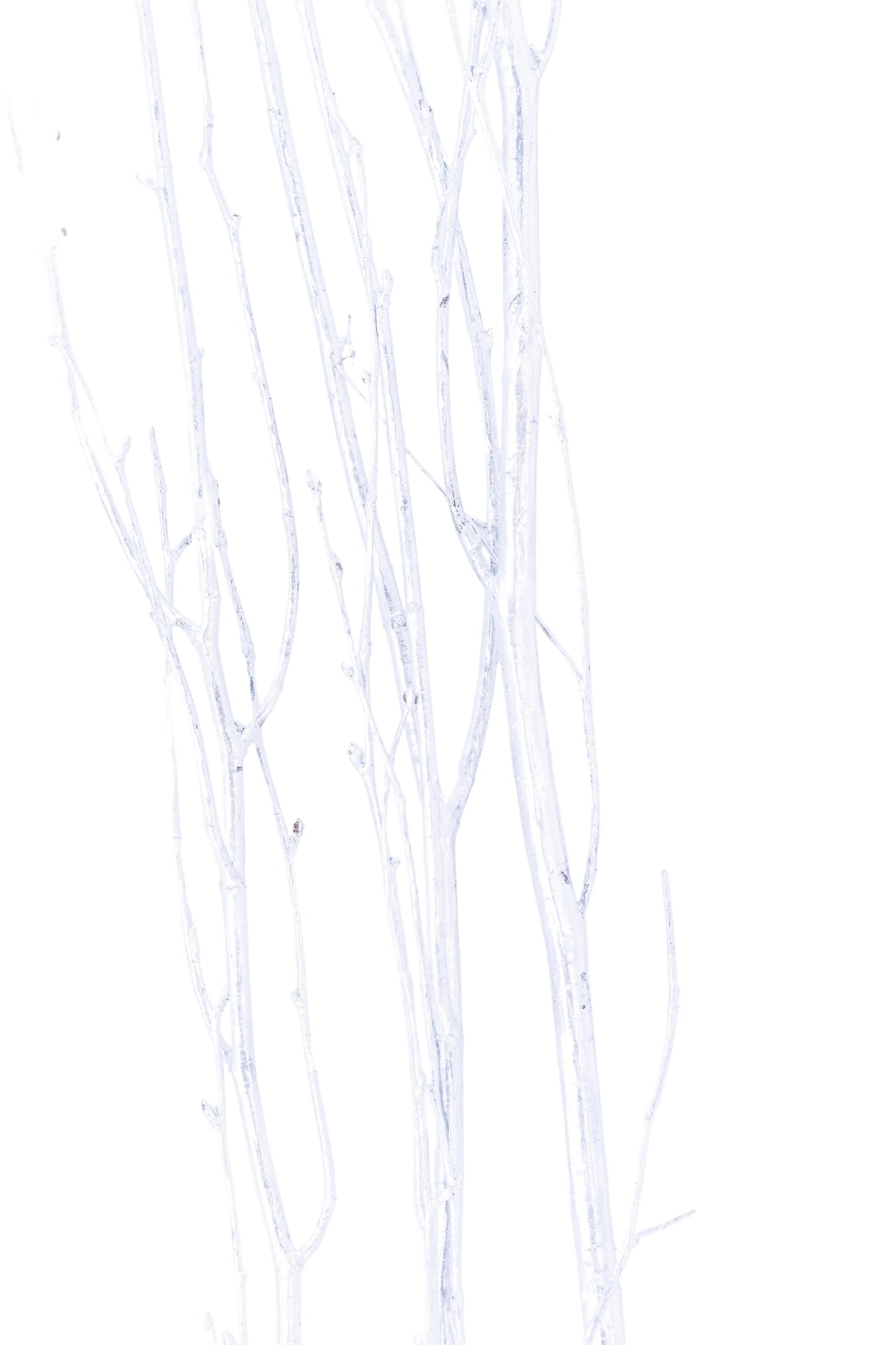 Birch Branch 3-4'