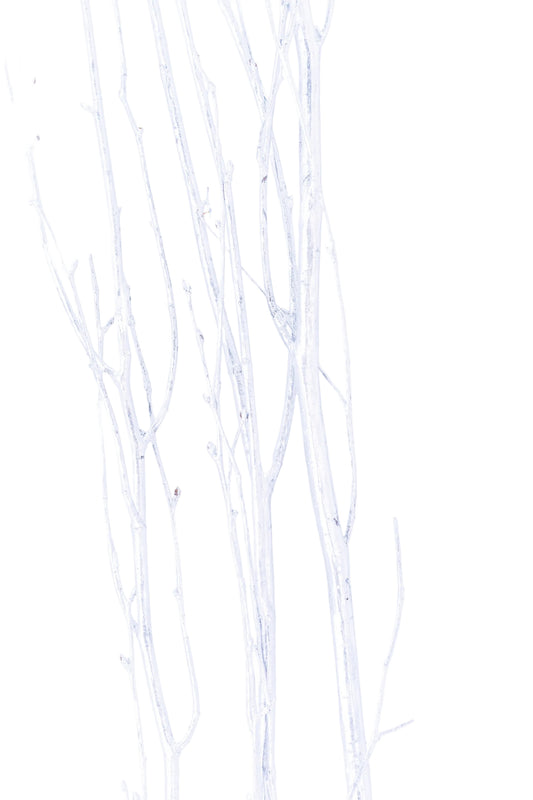 Birch Branch 3-4'