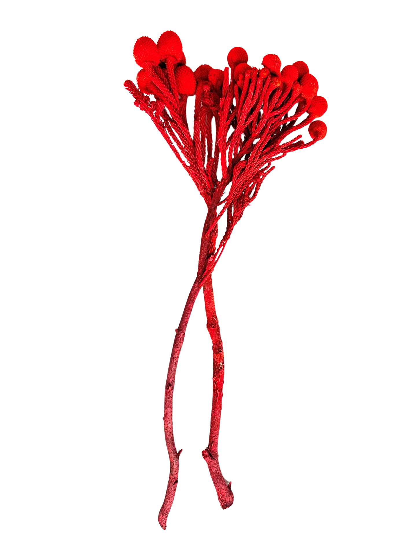 Brunia Red