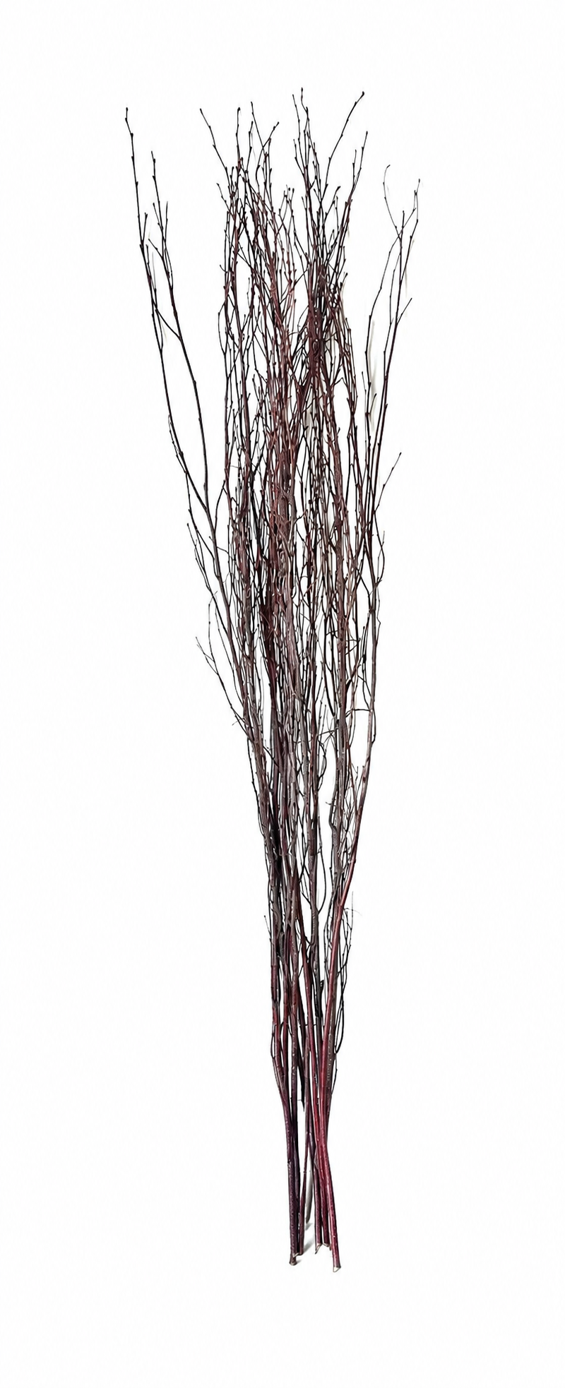 Birch Branches 3-4' Natural Bunch 10 pc