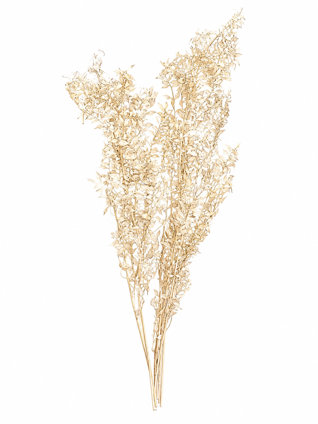 Preserved Ruscus