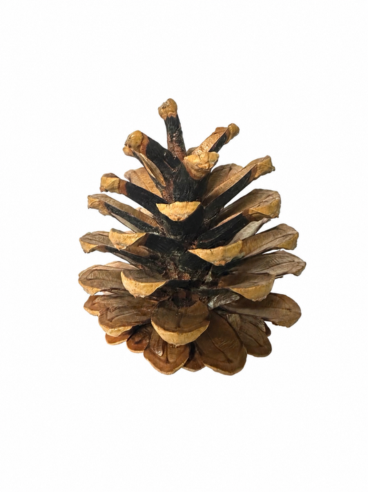Austriaca Cone/6" Pick Natural