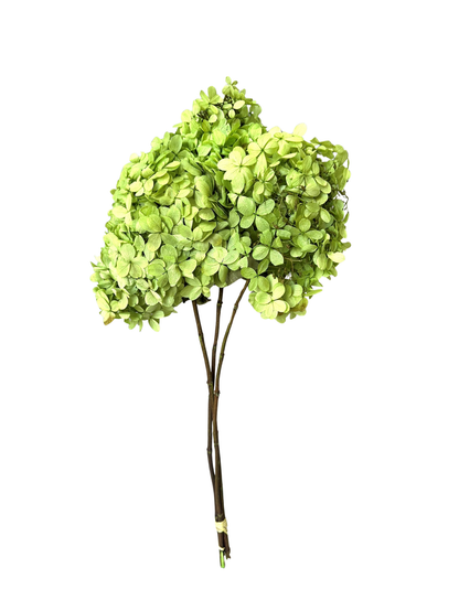 Limelight Hydrangea Basil