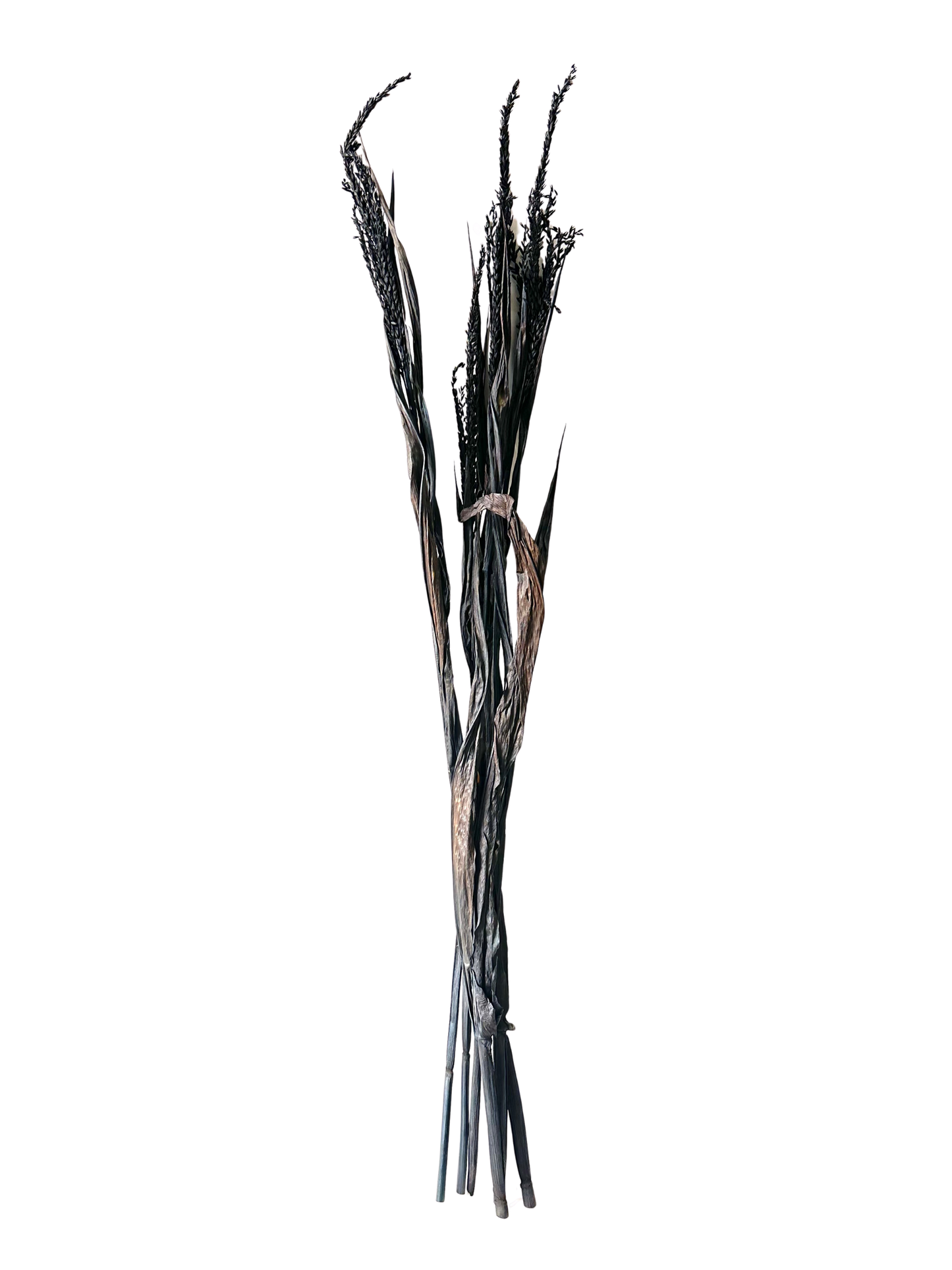 Corn Stalks 4' Black