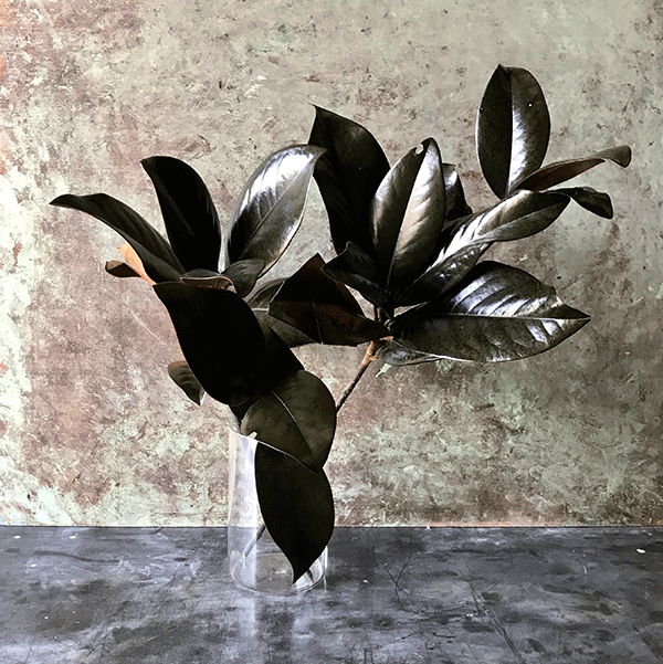 Preserved Magnolia