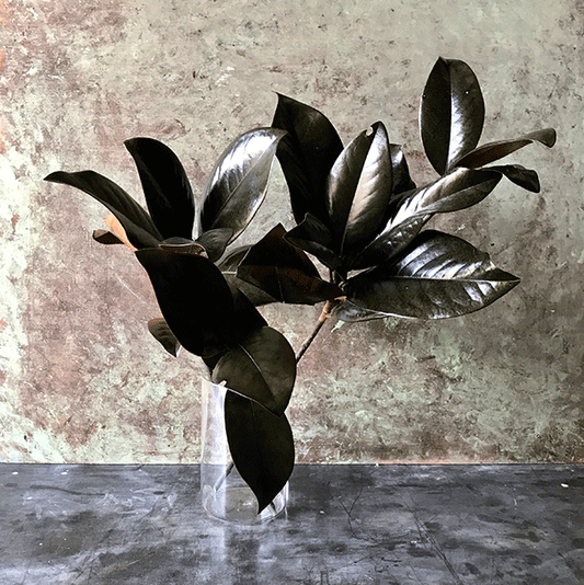 Preserved Magnolia